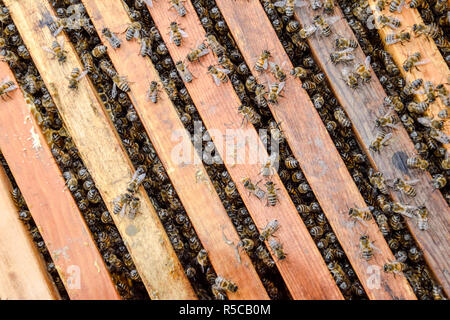 Open Bee hive. Doga con favo di miele nell'alveare. Le api strisciare lungo l'alveare. Il miele delle api. Foto Stock