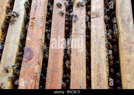 Open Bee hive. Doga con favo di miele nell'alveare. Le api strisciare lungo l'alveare. Il miele delle api. Foto Stock