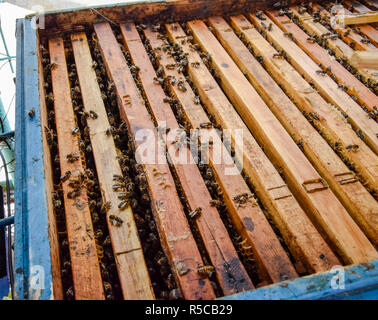 Open Bee hive. Doga con favo di miele nell'alveare. Le api strisciare lungo l'alveare. Il miele delle api. Foto Stock