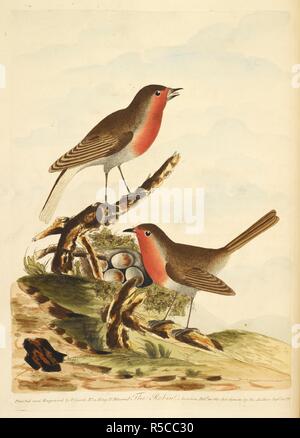 Due Robins con il loro nido, pieno di uova. Signori tutto il nuovo sistema di ornitologia, o cumenical storia britannica di uccelli; con un breve resoconto dei loro caratteri. Londra, 1791. Fonte: 458.f.8, la piastra XV. Autore: Signore, Thomas. Foto Stock