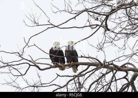 Aquila calva maschio e femmina, Vancouver Canada Foto Stock