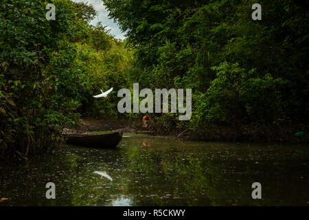 Garça Branca gru bianca Ardea alba Foto Stock