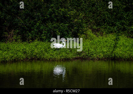 Garça Branca gru bianca Ardea alba Foto Stock