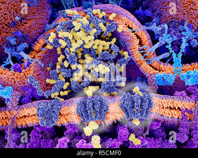 Auto di cellule T immunoterapia del cancro. Illustrazione della membrana di una cellula coinvolta in auto (antigene chimerico) di recettore di cellula T immunoterapia, un processo th Foto Stock