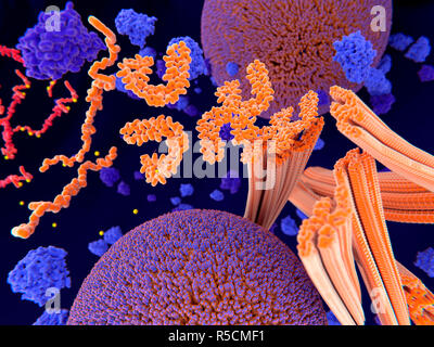 La proteina tau nella malattia di Alzheimer, illustrazione. Fosforilazione patologica (giallo) di proteine Tau (arancione) mediante chinasi (blu-viola) influenzare le cellule nervose in quello che è chiamato un grovigli neurofibrillari. Questa illustrazione mostra il trasporto di vescicole sinaptiche (rosso-blu sfere) essendo interrotto. Le proteine tau interessano anche microtubles (arancione cilindri). Un grovigli neurofibrillari consiste di anormali aggregati e le fibre insolubili della proteina tau. La proteina tau è un abbondante proteina neurale, le aggregazioni dei quali sono pensati per giocare un ruolo nella malattia di Alzheimer e altri disturbi neurali. Foto Stock