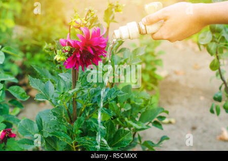 Uomo fiori di irrigazione nel centro giardino in una giornata di sole. letto floreale, Back Yard. il tubo flessibile di irrigazione Foto Stock