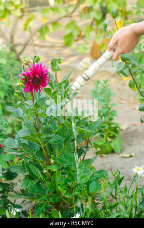 Uomo fiori di irrigazione nel centro giardino in una giornata di sole. letto floreale, Back Yard. il tubo flessibile di irrigazione Foto Stock