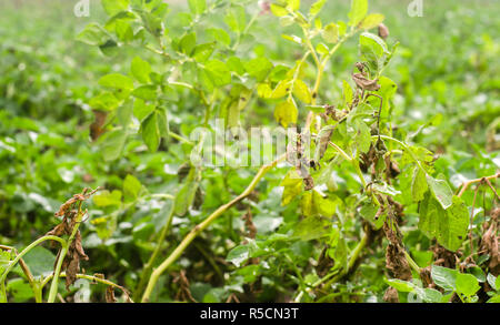 Foglie di patate con malattie. Pianta di patata colpite Phytophthora (Phytophthora infestans) nel campo. Close up. verdure. agriturismo agricoltura. c Foto Stock