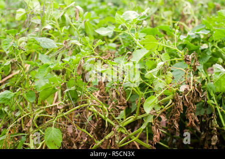 Foglie di patate con malattie. Pianta di patata colpite Phytophthora (Phytophthora infestans) nel campo. Close up. verdure. agriturismo agricoltura. c Foto Stock