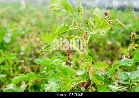 Foglie di patate con malattie. Pianta di patata colpite Phytophthora (Phytophthora infestans) nel campo. Close up. verdure. agriturismo agricoltura. c Foto Stock