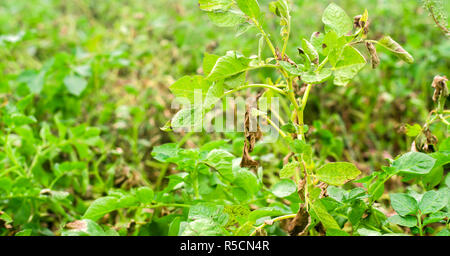 Foglie di patate con malattie. Pianta di patata colpite Phytophthora (Phytophthora infestans) nel campo. Close up. verdure. agriturismo agricoltura. c Foto Stock