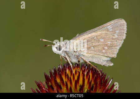 Skipper tratteggiata, Hesperia attalus, femmina su purple coneflower, Echinacea angustifolia Foto Stock