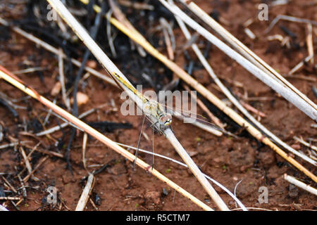 Giallo pallido e Nero Dragonfly Dropwing (trithemis sp.) sul gambo di erba Foto Stock