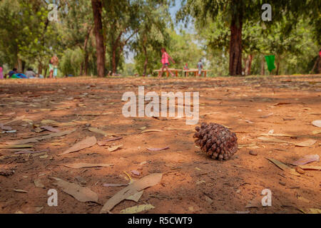 Uno marrone e secca cono di pino giacente a terra tra molte foglie secche della foresta contro sfocato figure di persone Foto Stock