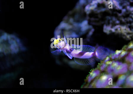 Pinna lungo fasce rosse ghiozzo - (Stonogobiops nematodes) Foto Stock