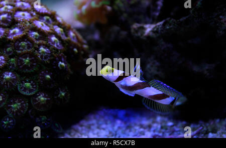 Pinna lungo fasce rosse ghiozzo - (Stonogobiops nematodes) Foto Stock