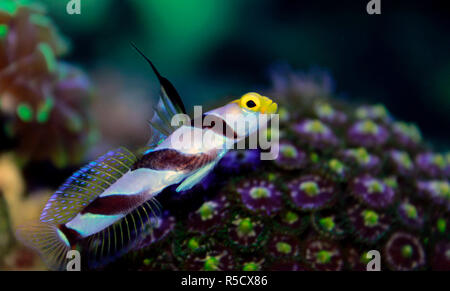 Pinna lungo fasce rosse ghiozzo - (Stonogobiops nematodes) Foto Stock