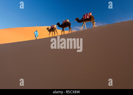 Il Tuareg uomo porta camel train, Erg Chebbi, il Deserto del Sahara, Marocco Foto Stock