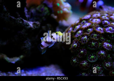 Pinna lungo fasce rosse ghiozzo - (Stonogobiops nematodes) Foto Stock