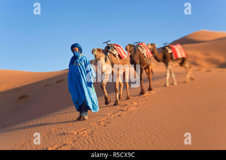 Il Tuareg uomo porta camel train, Erg Chebbi, il Deserto del Sahara, Marocco Foto Stock