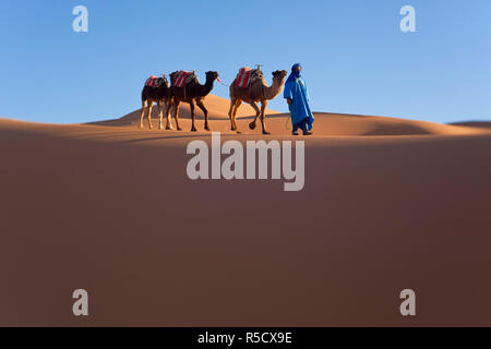 Il Tuareg uomo porta camel train, Erg Chebbi, il Deserto del Sahara, Marocco Foto Stock