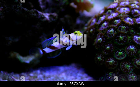 Pinna lungo fasce rosse ghiozzo - (Stonogobiops nematodes) Foto Stock