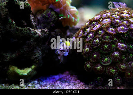 Pinna lungo fasce rosse ghiozzo - (Stonogobiops nematodes) Foto Stock