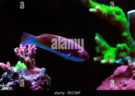 Bluehead Fairy Wrasse - (Cirrhilabrus Cianpleura) Foto Stock