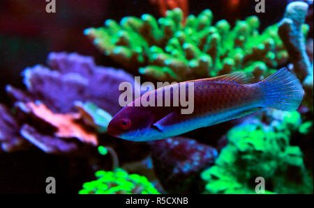 Bluehead Fairy Wrasse - (Cirrhilabrus Cianpleura) Foto Stock
