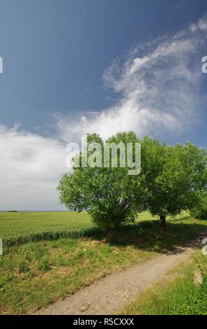 Albero orizzontale e cloudscape vicino a boltenhagen,mar baltico,nordwestmecklenburg,Germania settentrionale Foto Stock