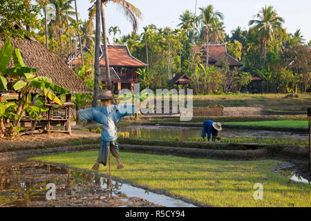 Risaie nr Chiang Mai, Thailandia Foto Stock