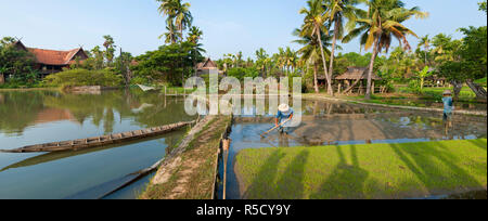 Risaie nr Chiang Mai, Thailandia Foto Stock