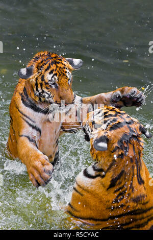 Tigri giocare combattimenti in acqua, tigre indocinese o Corbett tiger (Panthera tigris corbetti), Tailandia Foto Stock