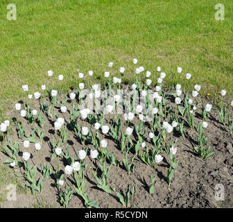 Un letto floreale con tulipani bianco. Tulipani bianchi, piante a bulbo. Fiori di colore bianco Foto Stock