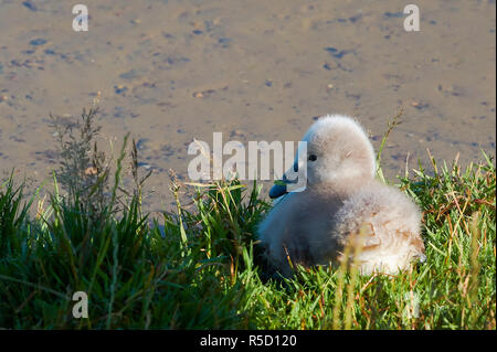 Â giovani swan presso un lago in mÃ¼ritz parco nazionale in Germania Foto Stock