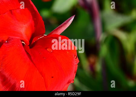 Fiori di colore rosso con gocce di pioggia acquisite utilizzando la fotografia macro a chiudere la distanza per la massima chiarezza e nitidezza e per creare una molto interessante Foto Stock
