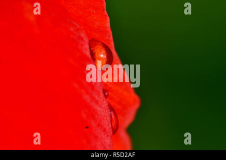 Fiori di colore rosso con gocce di pioggia acquisite utilizzando la fotografia macro a chiudere la distanza per la massima chiarezza e nitidezza e per creare una molto interessante Foto Stock