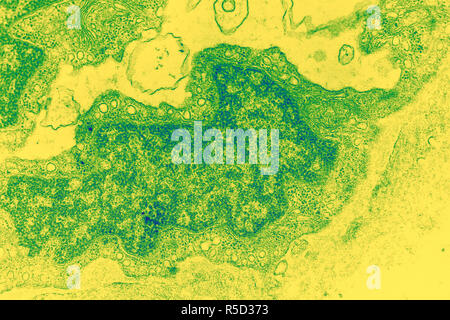 Micrografia elettronica di goldfish tessuto a decine di ingrandimenti Foto Stock