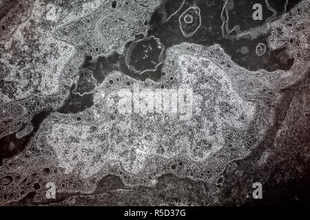 Micrografia elettronica di goldfish tessuto a decine di ingrandimenti Foto Stock