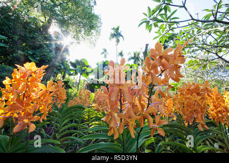 Singapore Botanic Gardens, giardini di orchidee Foto Stock