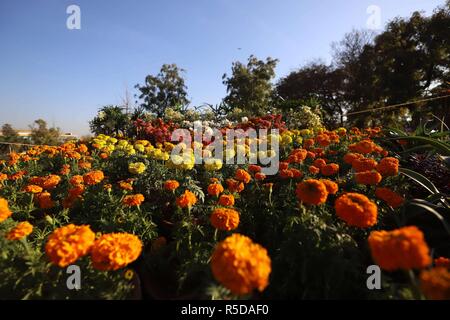 (181201) -- ISLAMABAD, 1 dicembre, 2018 (Xinhua) -- Foto scattata il 9 novembre 30, 2018 mostra il crisantemo e autunno fiori mostrano a Islamabad, la capitale del Pakistan. La 39th crisantemo e autunno Flower Show ha dato dei calci a fuori il venerdì a Islamabad. (Xinhua/Ahmad Kamal)(yy) Foto Stock