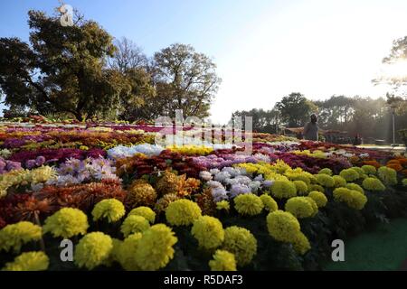 (181201) -- ISLAMABAD, 1 dicembre, 2018 (Xinhua) -- la gente visita il crisantemo e autunno fiori mostrano a Islamabad, la capitale del Pakistan, su nov. 30, 2018. La 39th crisantemo e autunno Flower Show ha dato dei calci a fuori il venerdì a Islamabad. (Xinhua/Ahmad Kamal)(yy) Foto Stock