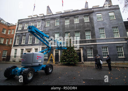 Londra REGNO UNITO. Il 1 dicembre 2018. Un gigante di abete rosso albero di Natale con decorazioni è installato nella parte anteriore del 10 Downing Street. Il primo ministro Theresa Maggio ha minacciato di 'cancel' Natale per Brexit si perde il senso votare su 11 Dicembre e Brexit Progetto di accordo è votato verso il basso. Credito: amer ghazzal/Alamy Live News Foto Stock