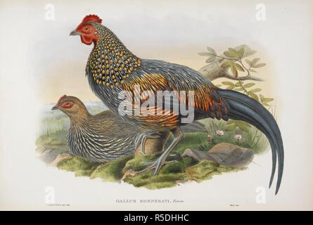 Gallus sonnerati. Junglefowl grigio. Gli uccelli di Asia. Londra, 1850-83. Fonte: X 364. Autore: Gould, GIOVANNI. Foto Stock