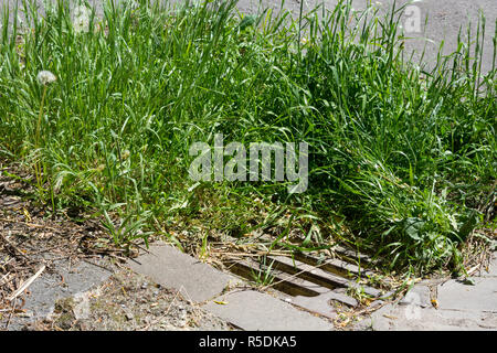 Strade: Sporco canalone coprono un giorno dopo una pesante pioggia d' estate hanno invaso le strade con acque luride Foto Stock