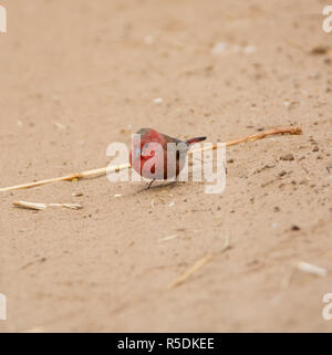 Un africano Firefinch nel sud della savana africana Foto Stock