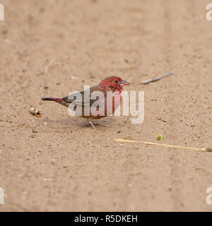 Un africano Firefinch nel sud della savana africana Foto Stock