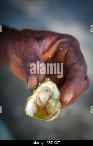 Morant Bay ostriche& Firey Chilie salsa, parrocchiale San Tommaso, in Giamaica, Caraibi Foto Stock