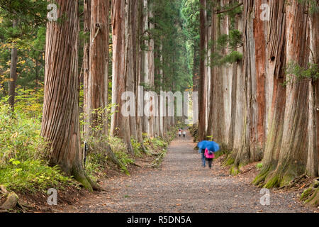 Giappone, isola di Honshu, Togakushi Mountain Range, Togakushi sacrario scintoista, Sugi alberi (Cryptomeria japonica) Foto Stock