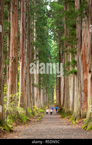 Giappone, isola di Honshu, Togakushi Mountain Range, Togakushi sacrario scintoista, Sugi alberi (Cryptomeria japonica) Foto Stock